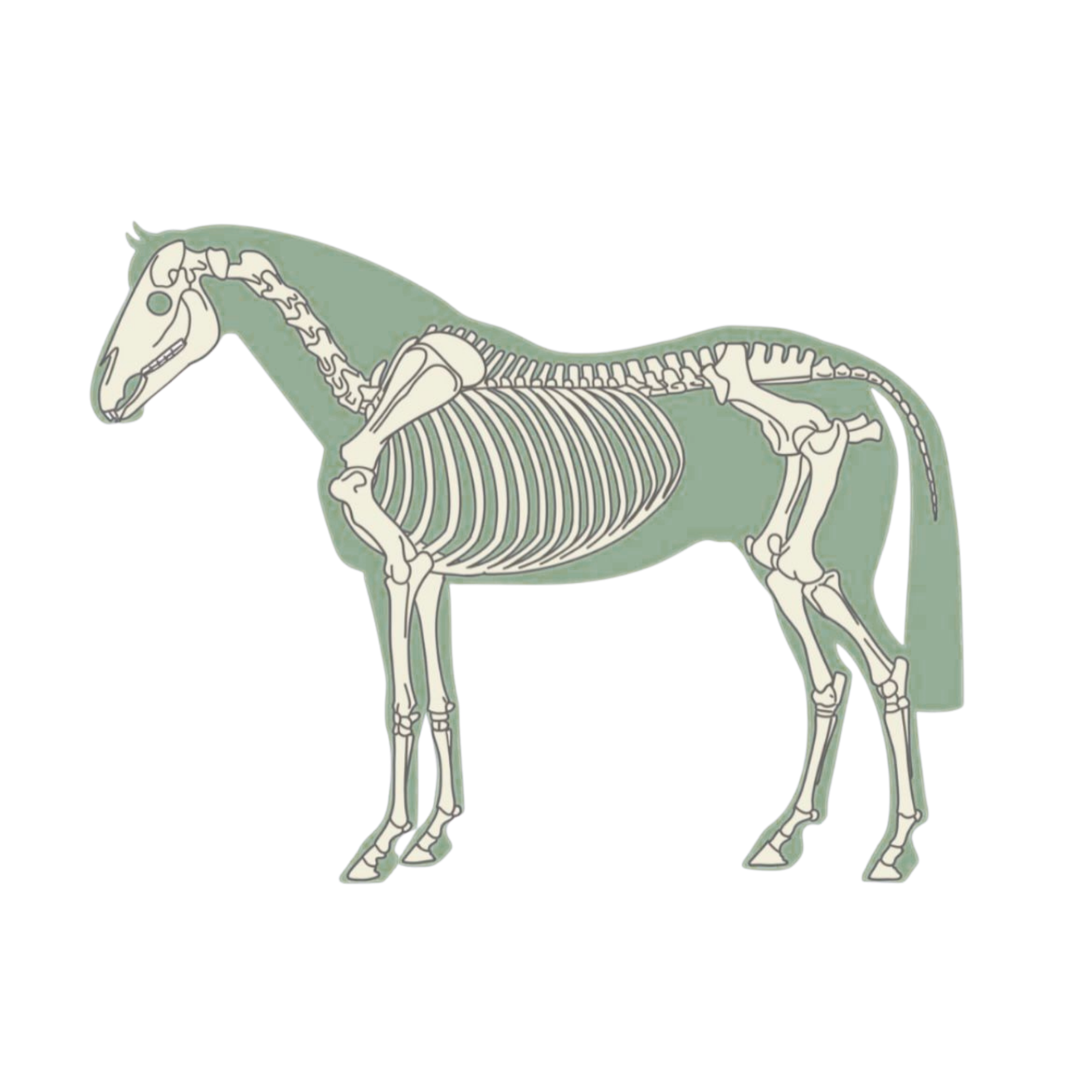 Planche anatomique — squelette du cheval, vue latérale gauche
