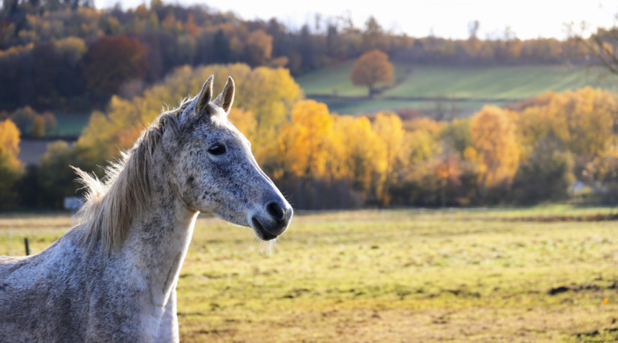 Mésothérapie et infiltrations chez le cheval