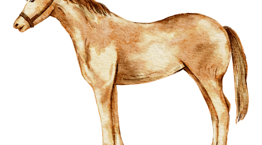 Assurance cheval : ce que les propriétaires regrettent de ne pas avoir vérifié avant de souscrire