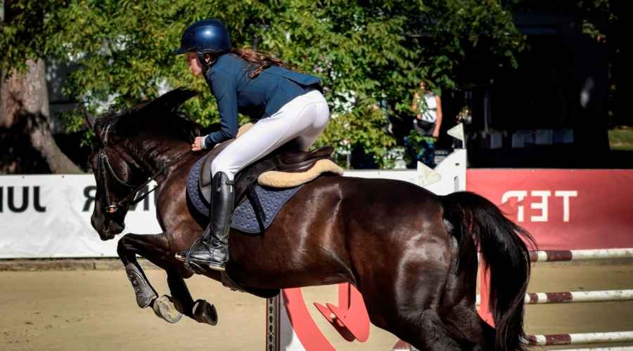 Saddle fitter Ile-de-france