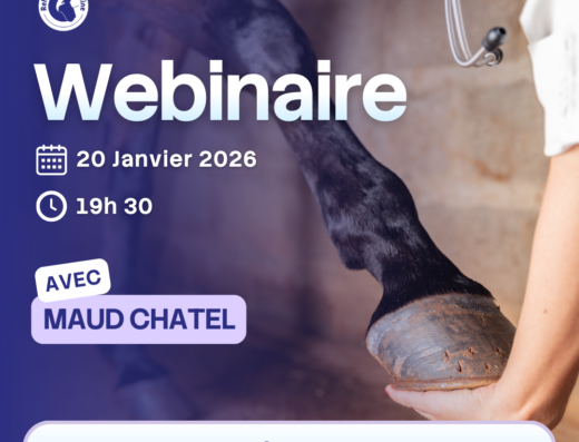 Tendinite du cheval : traitements, rééducation et prévention