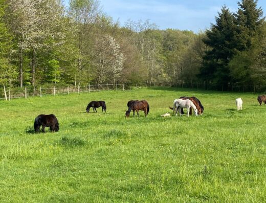 Le Projet Bucéphale : enseigner l&rsquo;équitation autrement