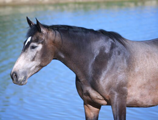 🐴 Monitrice d’équitation & coaching personnalisé