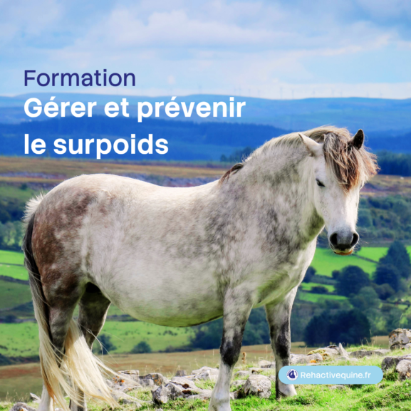 Surpoids chez le cheval