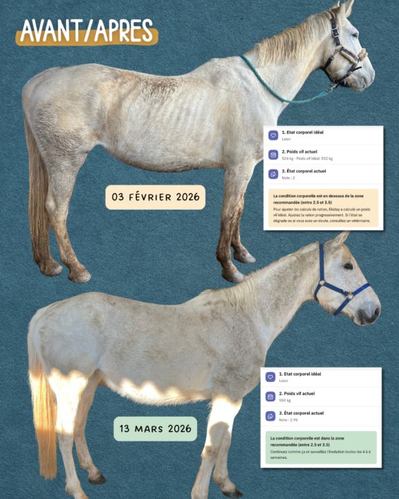 Calcul et optimisation de ration cheval : comprendre et équilibrer l’alimentation de son cheval – Cheval & Co