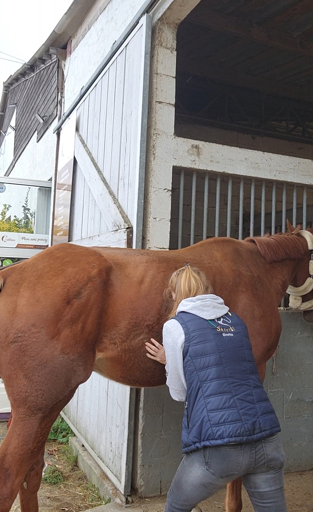 Cheval & Co — Trouvez un professionnel équin près de chez vous – Cheval & Co 41 Shiriqi_shiatsuequin_ En Île de France
