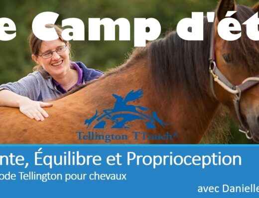 Formation Tellington TTouch équin – en ligne