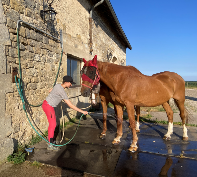 Cheval & Co — Trouvez un professionnel équin près de chez vous – Cheval & Co 37 Marie Gauthier EI – Horse-sitting