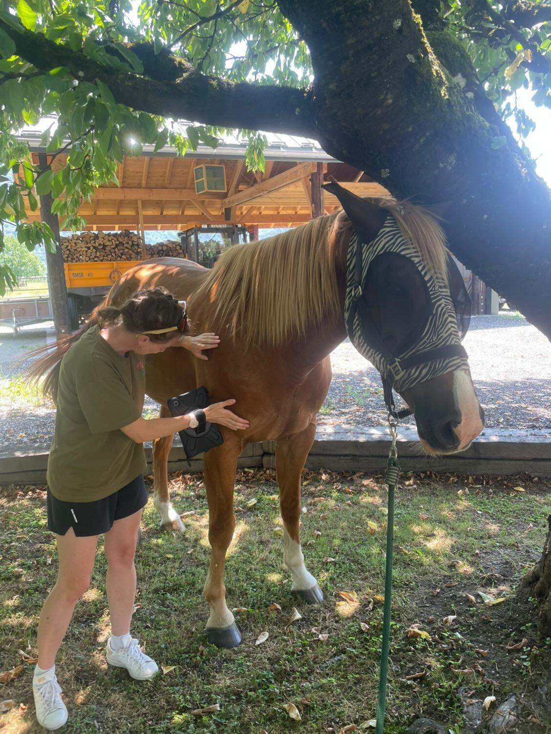 Cheval & Co — Trouvez un professionnel équin près de chez vous – Cheval & Co 31 Kinésiologie équine Savoie
